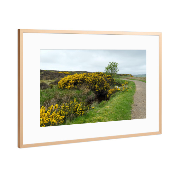 Poster mit Rahmen Kupfer "Ginster am Weg in Schottland" artboxONE - Natur,Reise / Länder