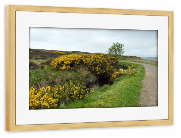 Poster mit Rahmen kiefer "Ginster am Weg in Schottland" artboxONE - Natur,Reise / Länder