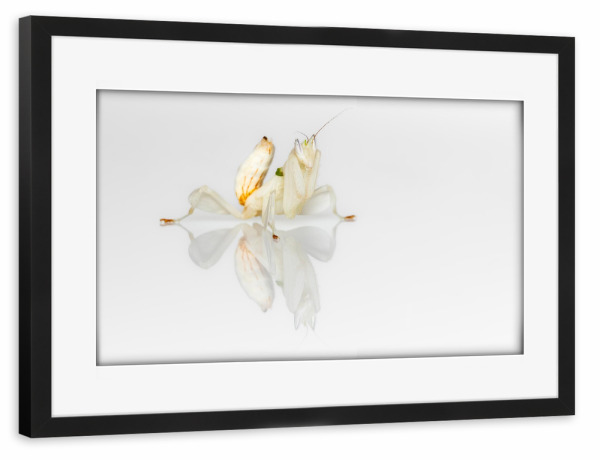 Poster mit Rahmen schwarz "Kronenfangschrecke" artboxONE - Tiere