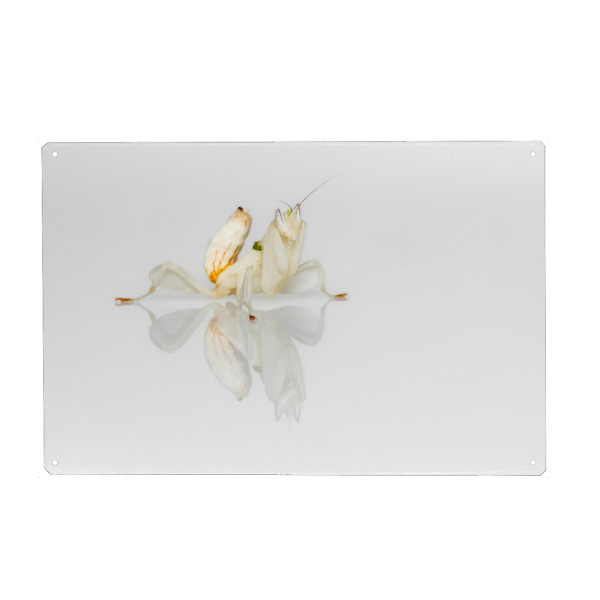 Holzbild "Kronenfangschrecke" artboxONE - Tiere