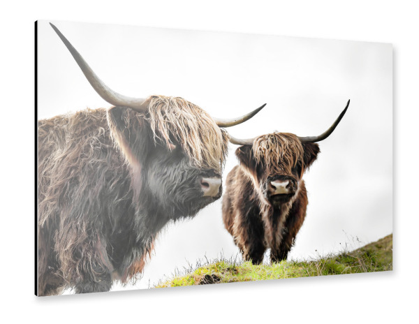 Alu-Dibond "Scottish highlander im Hochland" 30x20 cm artboxONE