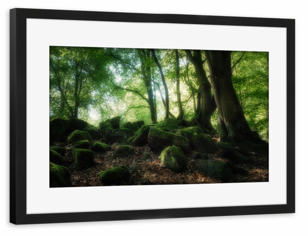 Poster mit Rahmen schwarz "Verwunschener Wald" artboxONE - Natur,Reise,Floral