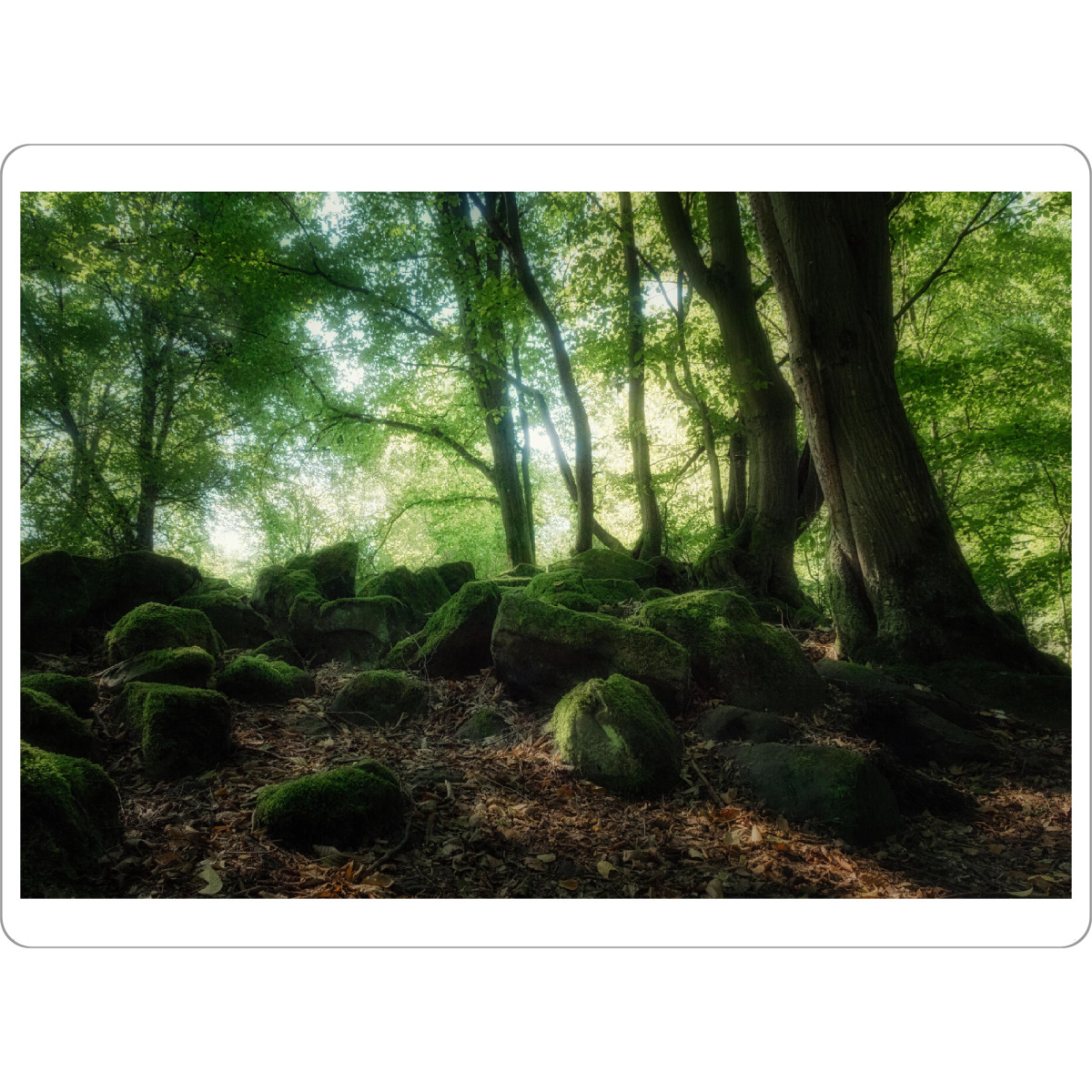 Tischset "Verwunschener Wald" artboxONE - Natur,Reise,Floral