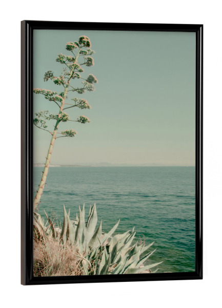 Poster mit schwarzem Rahmen "Agavenblume" artboxONE - Natur - Meer,Ozean,Agave,Kaktus,Natur,Strand