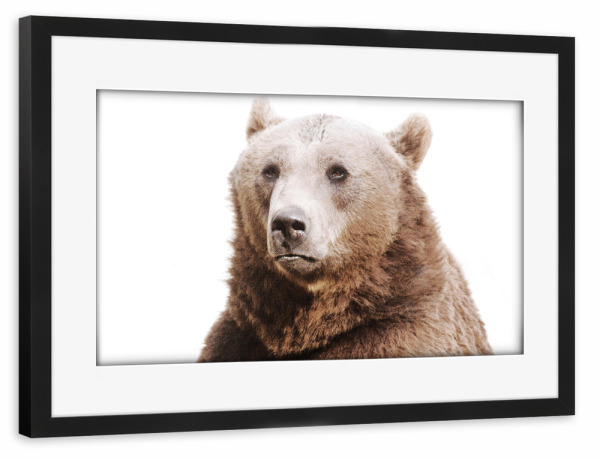 Poster mit Rahmen schwarz "Foto eines Bären" artboxONE - Abstrakt - Braunbär,Bär,Wild,Tier,Berg,Italien,Zoo,Park