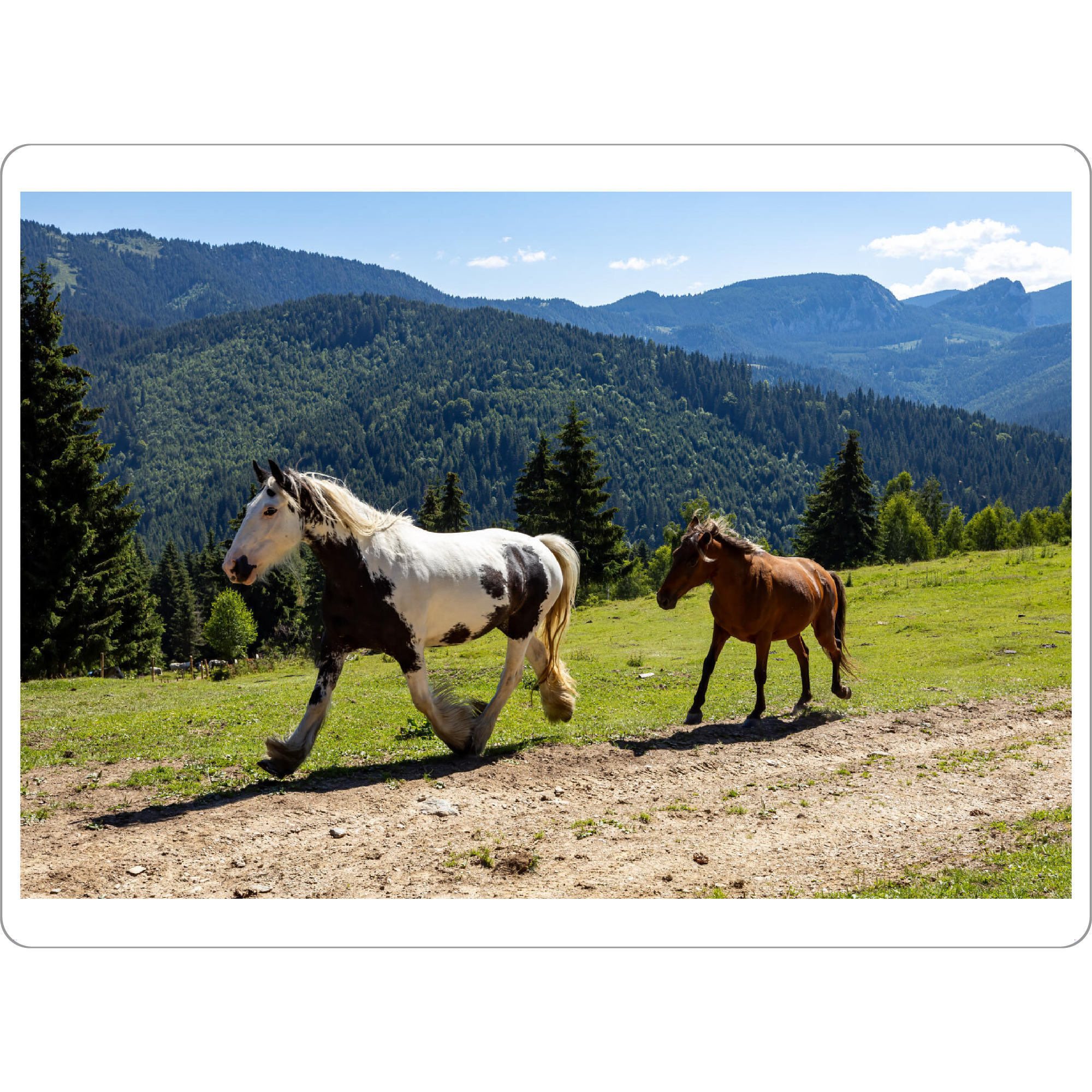 Tischset "Wilde Pferde in der Natur" artboxONE - Natur,Tiere