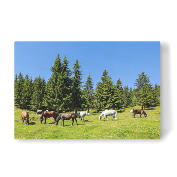 Leinwandbild "Pferde in der Natur" artboxONE - Natur,Tiere
