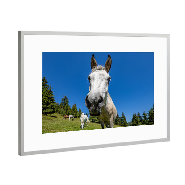 Poster mit Rahmen Silber "Neugieriges Pferd" artboxONE - Natur,Tiere,Lustig