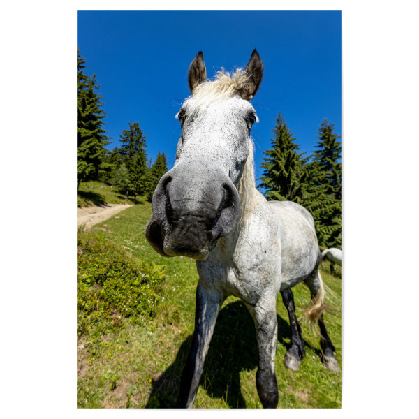 Poster 30x20 cm "Ein neugieriges Pferd" artboxONE - Natur,Tiere,Lustig