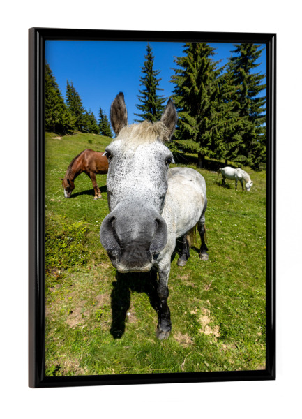 Poster mit schwarzem Rahmen "Das neugierige Pferd" artboxONE - Tiere,Lustig