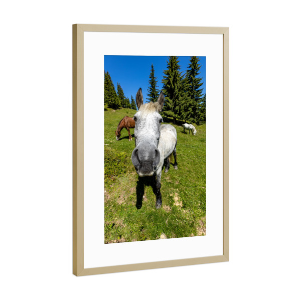 Poster mit Rahmen Gold "Das neugierige Pferd" artboxONE - Tiere,Lustig