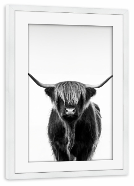 Poster mit Rahmen weiß "Scottish highlander - Langes Horn" artboxONE - Tiere,Schwarzweiß - Schottland,Horn,Tier,Highlands,Hausrind,Nutztier,Fell,Rasse