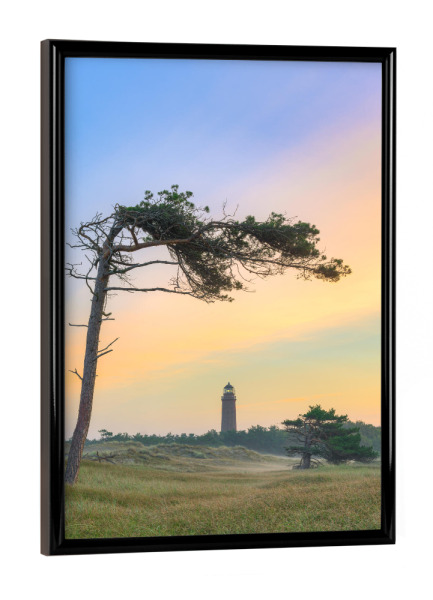 Poster mit schwarzem Rahmen "Windflüchter beim Darßer Ort" artboxONE - Natur,Reise,Reise / Strand und Meer