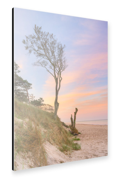 Alu-Dibond "Baum am Darßer Weststrand" 30x20 cm artboxONE