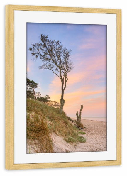 Poster mit Rahmen kiefer "Baum am Darßer Weststrand" artboxONE - Natur,Reise,Reise / Strand und Meer