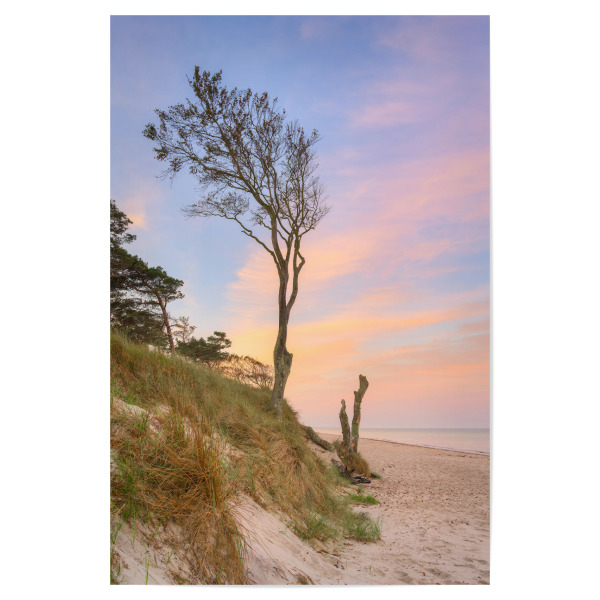 Poster "Baum am Darßer Weststrand" artboxONE - Natur,Reise,Reise / Strand und Meer