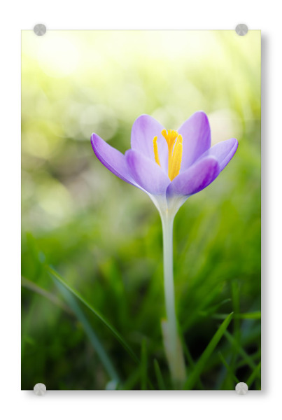 Acrylglasbild "I Show You My Inner Self" artboxONE - Natur,Floral,Für Mama