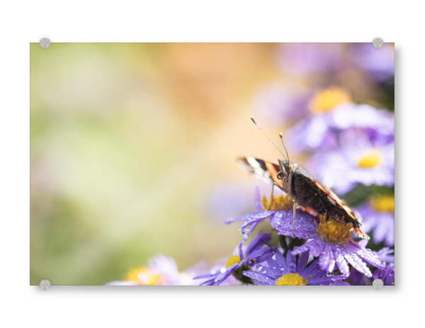 Acrylglasbild "Butterfly, my Butterfly" artboxONE - Natur,Floral,Tiere