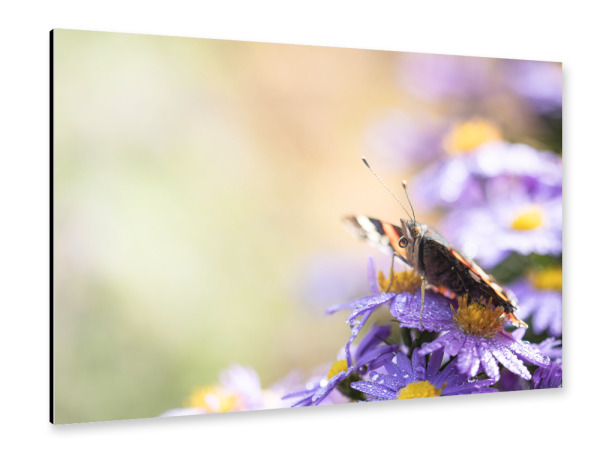 Alu-Dibond "Butterfly, my Butterfly" 30x20 cm artboxONE
