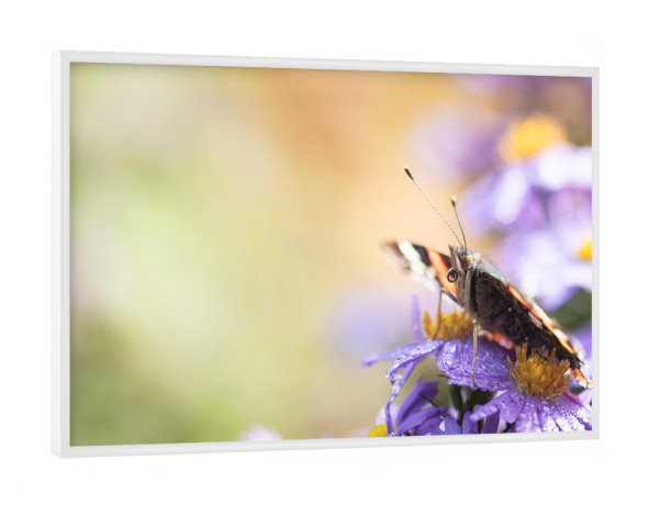 Poster mit weißem Rahmen "Butterfly, my Butterfly" artboxONE - Natur,Floral,Tiere
