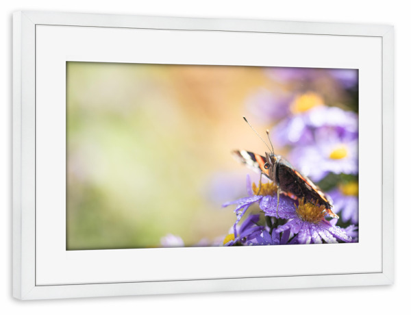 Poster mit Rahmen weiß "Butterfly, my Butterfly" artboxONE - Natur,Floral,Tiere