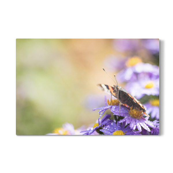 Galerie-Print "Butterfly, my Butterfly" 30x20 cm artboxONE
