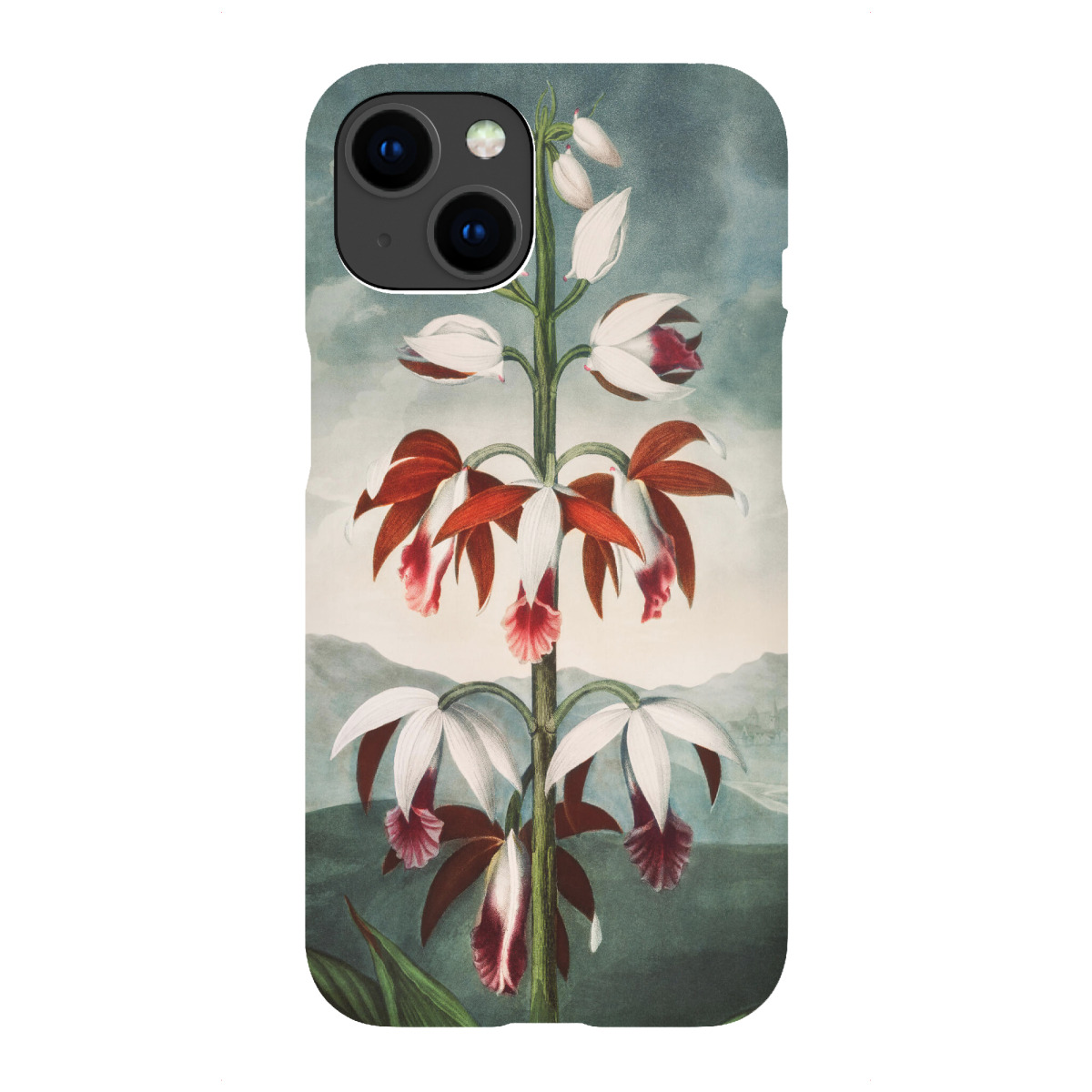 iPhone "Thornton - Chinesischer Limodoron" Premium-Case Handyhülle artboxONE
