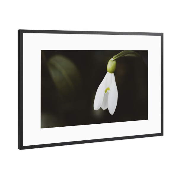 Poster mit Rahmen Schwarz (Metallic) "Just One Snowdrop" artboxONE - Natur,Floral,Schwarzweiß,Für Mama