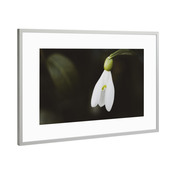Poster mit Rahmen Silber "Just One Snowdrop" artboxONE - Natur,Floral,Schwarzweiß,Für Mama