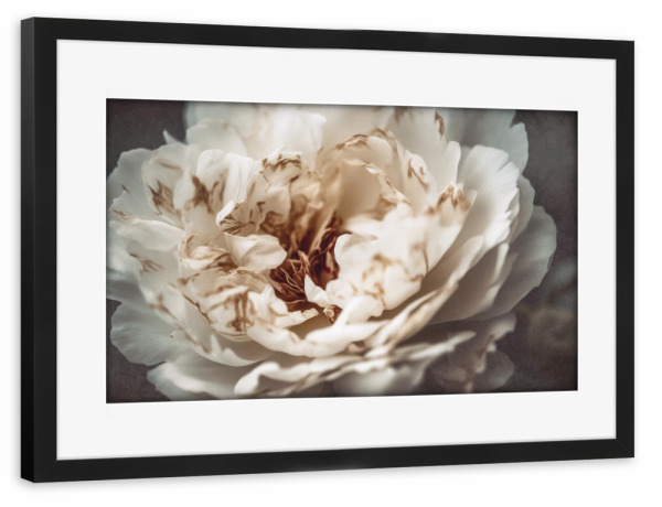 Poster mit Rahmen schwarz "Nostalgic Nature (Einundzwanzig)" artboxONE - Natur,Floral,Für Mama - Pfingstrose,Blume,Blumen,Fotografie,Treechild,Makro