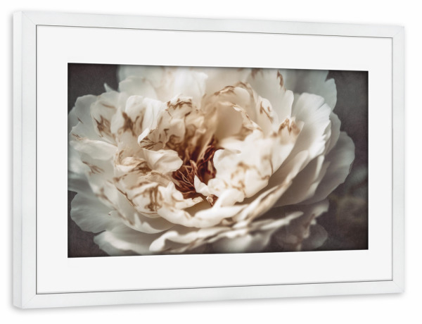 Poster mit Rahmen weiß "Nostalgic Nature (Einundzwanzig)" artboxONE - Natur,Floral,Für Mama - Pfingstrose,Blume,Blumen,Fotografie,Treechild,Makro