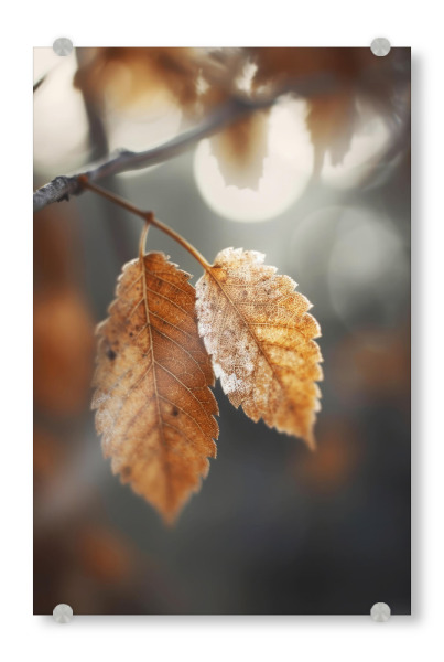 Acrylglasbild "Herbst Impression" artboxONE - Natur,Floral,Für Mama - Natur,Blätter,Herbst,Makro,Fotografie,Detail