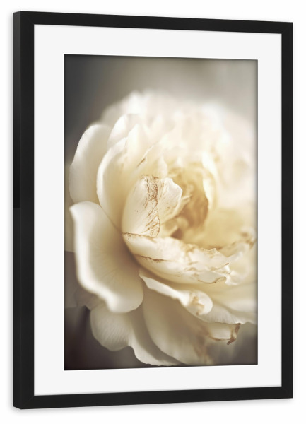 Poster mit Rahmen schwarz "Pfingstrose In Softem Licht" artboxONE - Natur,Floral,Für Mama
