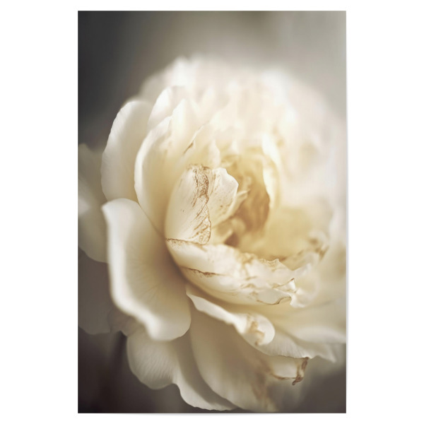 Poster 30x20 cm "Pfingstrose In Softem Licht" artboxONE - Natur,Floral,Für Mama