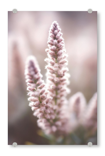 Acrylglasbild "Natur Detail (Zwei)" artboxONE - Natur,Floral,Für Mama - Natur,Blume,Floral,Rosa,Pastell,Makro,Fotografie
