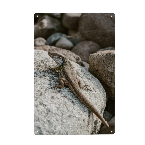 Holzbild "Ruhende Eidechse" artboxONE - Natur,Tiere