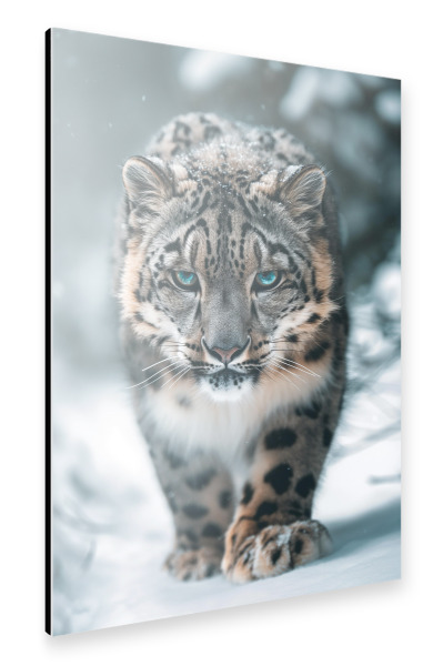 Alu-Dibond "Blauäugiger Schneeleopard" 30x20 cm artboxONE