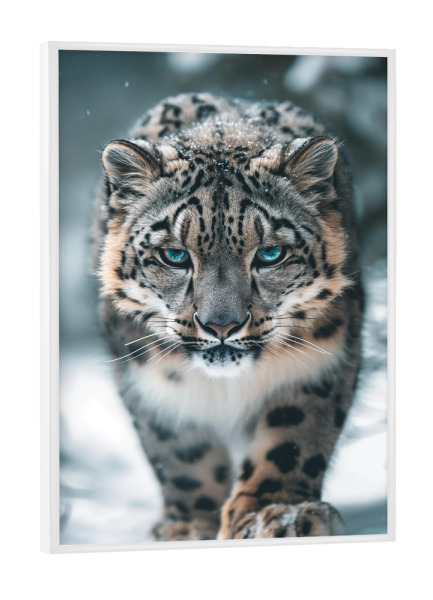 Poster mit weißem Rahmen "Blauäugiger Schneeleopard" artboxONE - Natur,Reise,Tiere - Schnee,Leopard,Wild,Tier,Natur,Antarktis,Nordpol,Wald,Berge