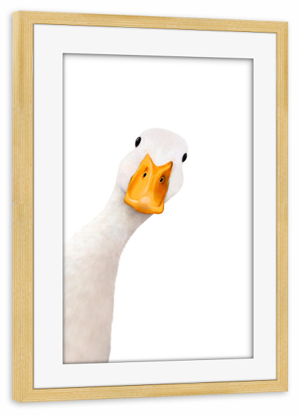 Poster mit Rahmen kiefer "Gans Illustration" artboxONE - Natur,Für Kinder,Tiere,Comic,Lustig