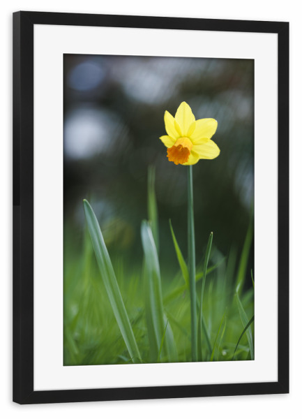 Poster mit Rahmen schwarz "Head Up High" artboxONE - Natur,Floral,Für Mama,Für Papa