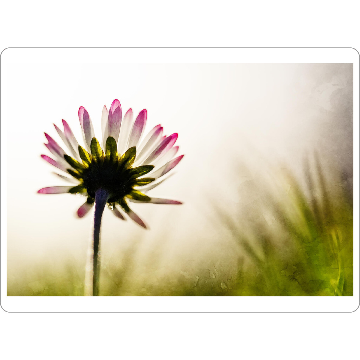 Tischset "Gänseblümchen im Gegenlicht" artboxONE - Natur,Floral - Gänseblümchen,Pflanzen,Blumen,Natur,Floral,Nahaufnahme - Bild gänseblümchen