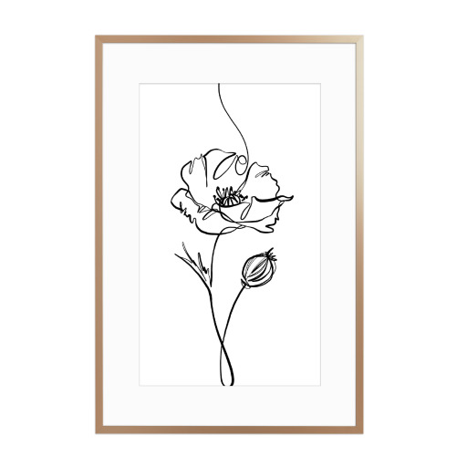 Mohn Blumen