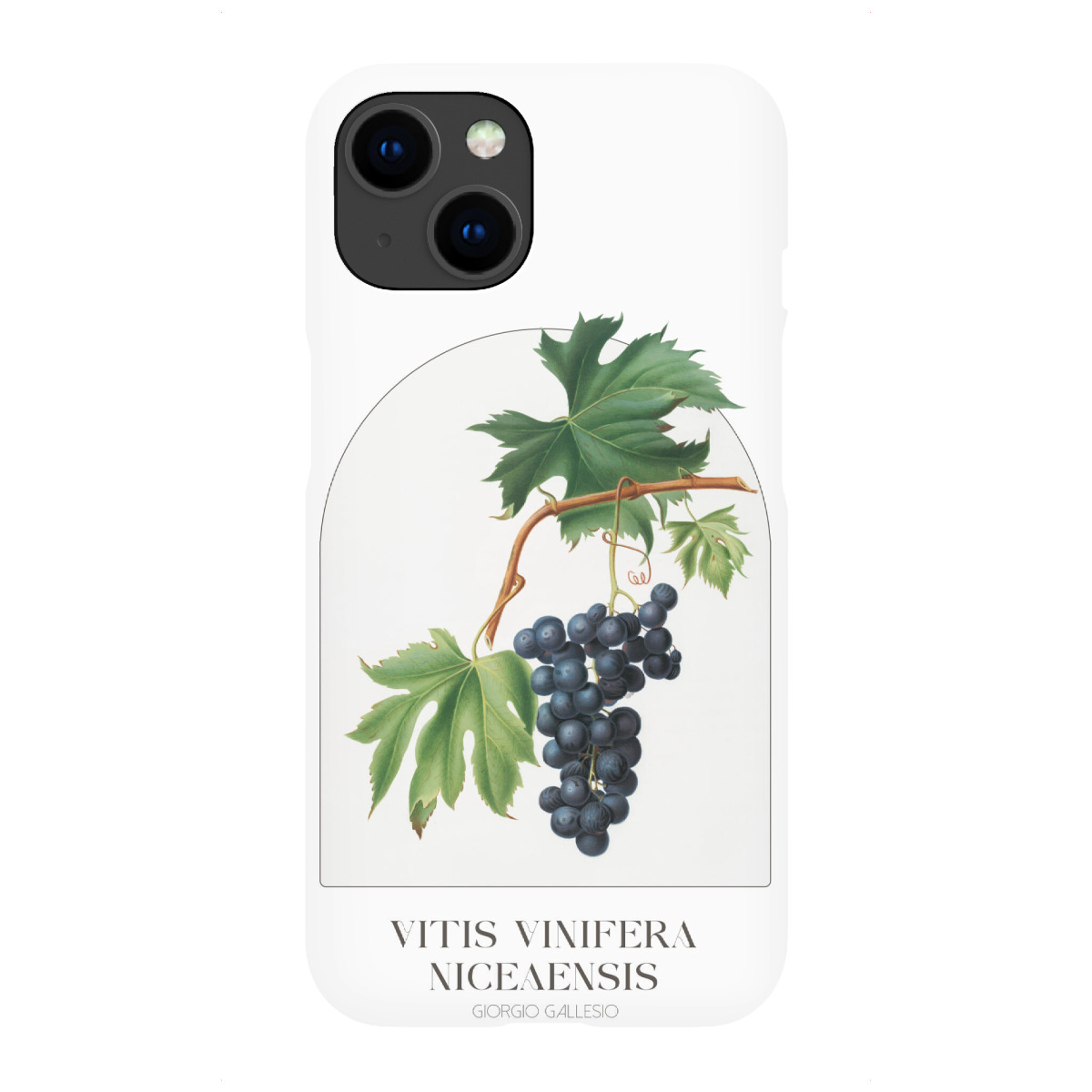 iPhone "Giorgio Gallesio - Vitis vinifera" Premium-Case Handyhülle artboxONE
