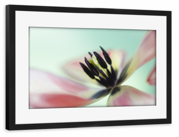 Poster mit Rahmen schwarz "Swinging Tulip" artboxONE - Natur,Floral,Für Mama