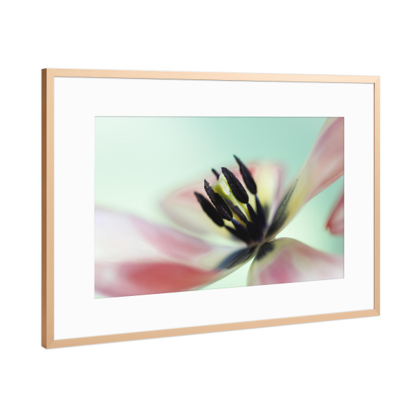 Poster mit Rahmen Kupfer "Swinging Tulip" artboxONE - Natur,Floral,Für Mama