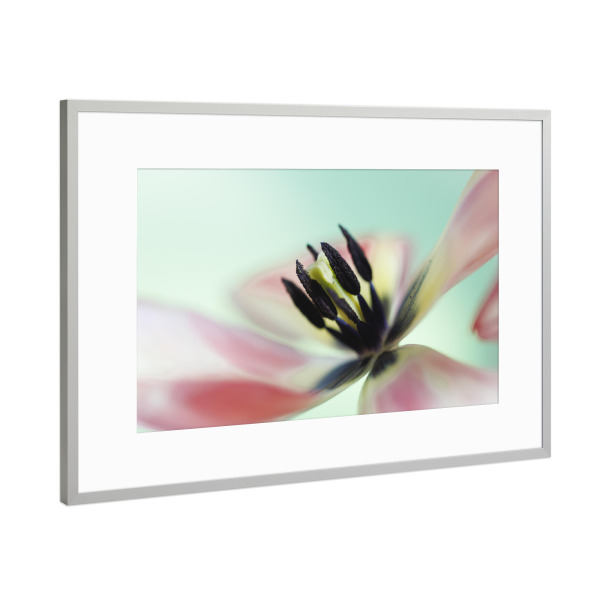 Poster mit Rahmen Silber "Swinging Tulip" artboxONE - Natur,Floral,Für Mama