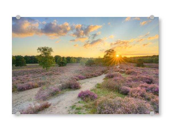 Acrylglasbild "Westruper Heide im Sommer" artboxONE - Natur,Reise