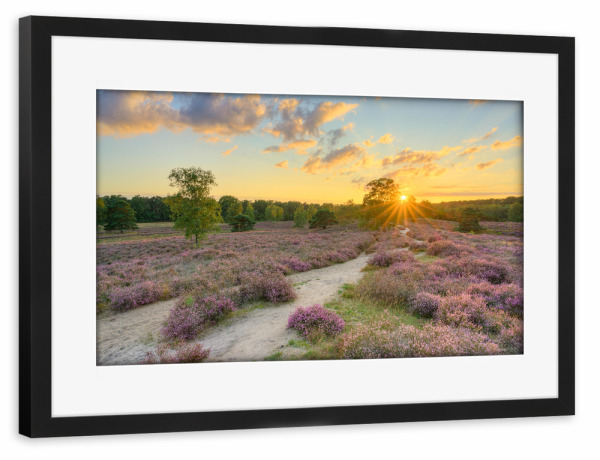 Poster mit Rahmen schwarz "Westruper Heide im Sommer" artboxONE - Natur,Reise