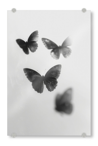 Acrylglasbild "Tanz Der Schmetterlinge I I" artboxONE - Tiere,Schwarzweiß,Für Mama