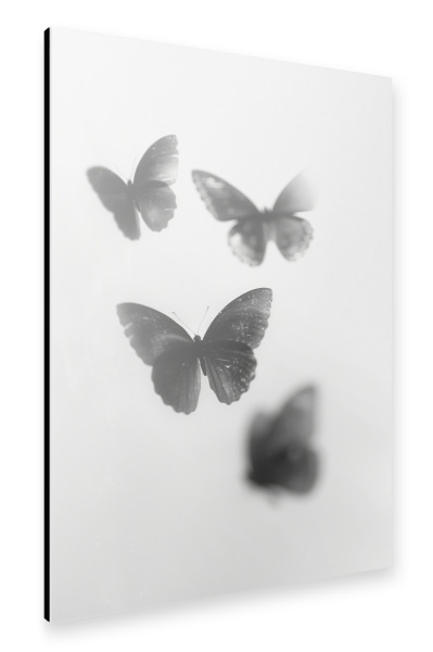 Alu-Dibond "Tanz Der Schmetterlinge I I" 30x20 cm artboxONE